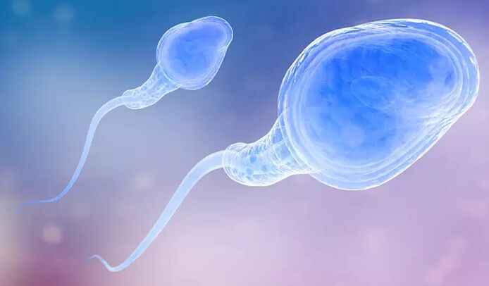 Los espermatozoides pueden estar presentes en la preeyaculación masculina